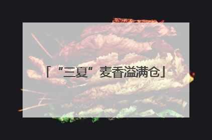 “三夏”麦香溢满仓