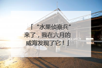 “水果侦察兵”来了，我在六月的威海发现了它！
