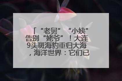 “老舅”“小姨”告别“姥爷”！大连9头斑海豹重归大海，海洋世界：它们已具备野外生存能力