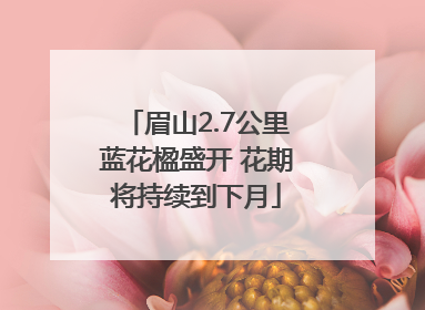 眉山2.7公里蓝花楹盛开 花期将持续到下月