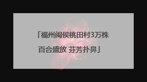 福州闽侯桃田村3万株百合盛放 芬芳扑鼻