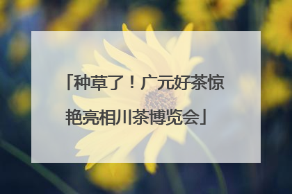 种草了！广元好茶惊艳亮相川茶博览会