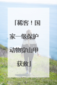 稀客！国家一级保护动物穿山甲获救