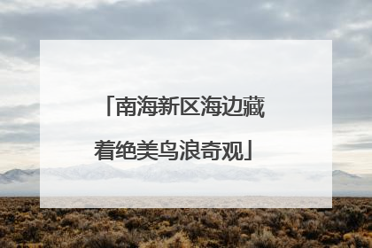 南海新区海边藏着绝美鸟浪奇观