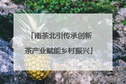 南茶北引传承创新 茶产业赋能乡村振兴