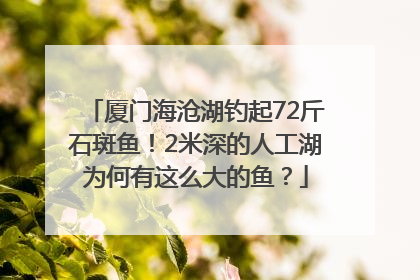 厦门海沧湖钓起72斤石斑鱼！2米深的人工湖为何有这么大的鱼？