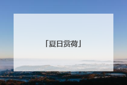 夏日赏荷