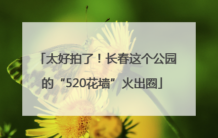 太好拍了！长春这个公园的“520花墙”火出圈