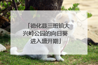 德化县三班镇大兴岭公园的向日葵进入盛开期