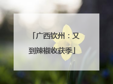广西钦州：又到辣椒收获季