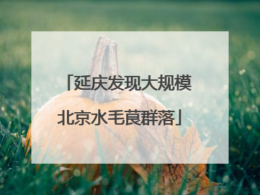 延庆发现大规模北京水毛茛群落