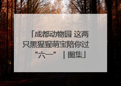 成都动物园 这两只黑猩猩萌宝陪你过“六一”｜图集