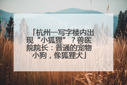 杭州一写字楼内出现“小狐狸”？兽医院院长：普通的宠物小狗，像狐狸犬