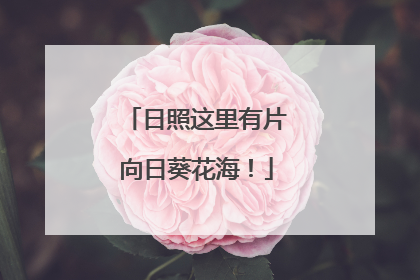 日照这里有片向日葵花海！
