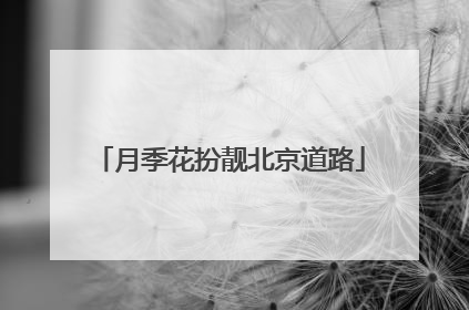 月季花扮靓北京道路