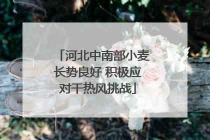 河北中南部小麦长势良好 积极应对干热风挑战