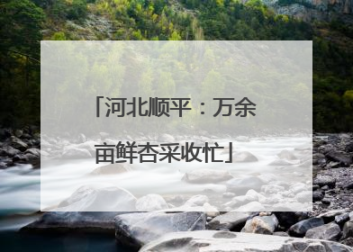 河北顺平：万余亩鲜杏采收忙