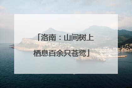 洛南：山间树上栖息百余只苍鹭