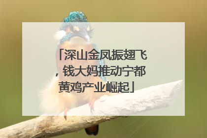 深山金凤振翅飞，钱大妈推动宁都黄鸡产业崛起