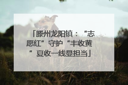 滕州龙阳镇：“志愿红”守护“丰收黄”夏收一线显担当