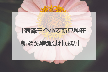 菏泽三个小麦新品种在新疆戈壁滩试种成功