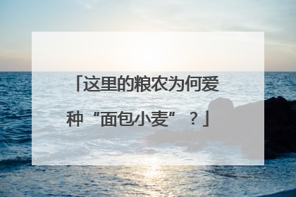 这里的粮农为何爱种“面包小麦”？