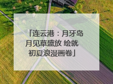 连云港：月牙岛月见草盛放 绘就初夏浪漫画卷