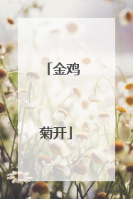 金鸡菊开