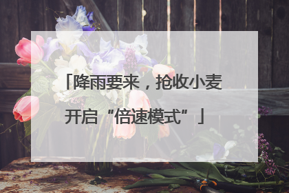 降雨要来，抢收小麦开启“倍速模式”