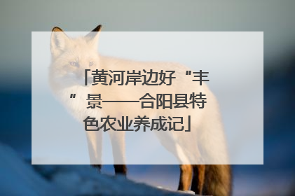 黄河岸边好“丰”景——合阳县特色农业养成记