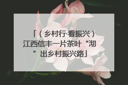 （乡村行·看振兴）江西信丰一片茶叶“沏”出乡村振兴路