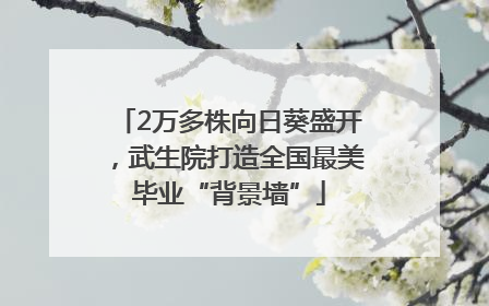 2万多株向日葵盛开，武生院打造全国最美毕业“背景墙”