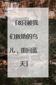 8只被我们救助的鸟儿，重回蓝天